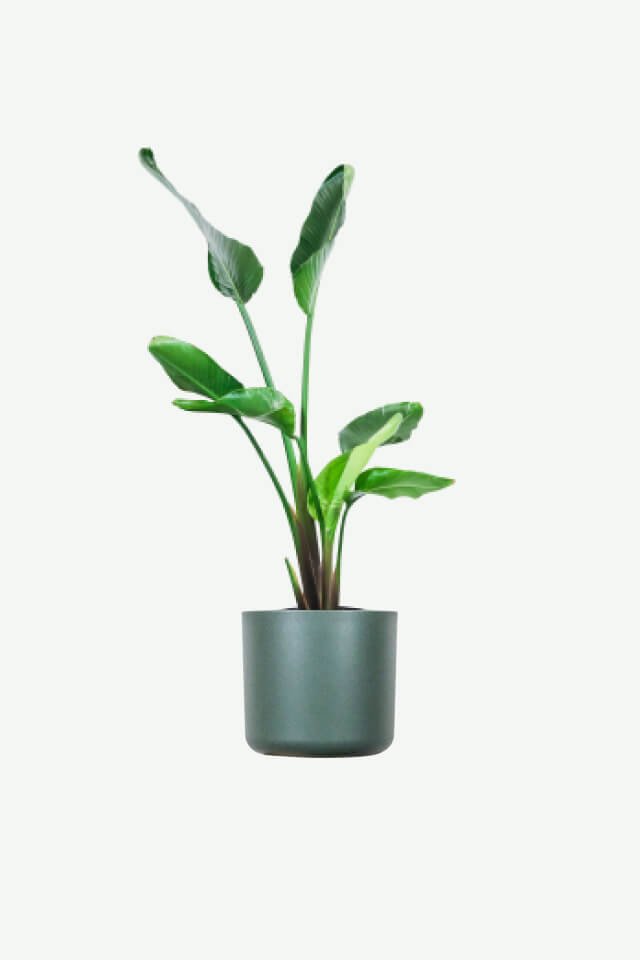 plants-ecommerce-product-featured-img-4 Bird of Paradise
