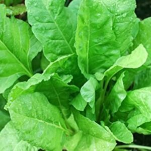 பசலைக்கீரை Spinach