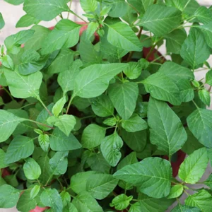 அரைக்கீரை Amaranth Greens