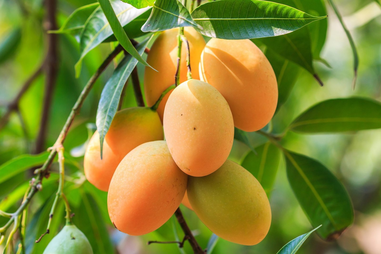 mangoes.jpg