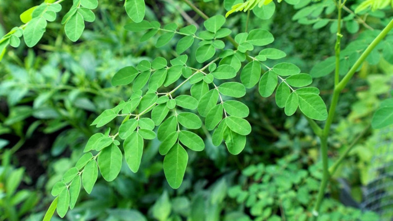 moringa.jpg