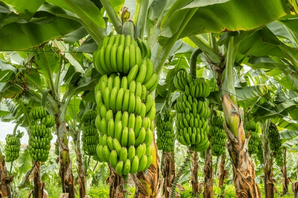 raw banana.webp